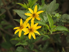 Bidens rubifolia