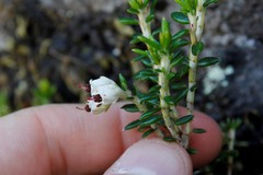 Erica petiolaris