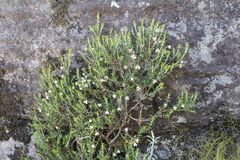 Erica petiolaris