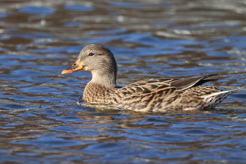 Mallard photographed in Pennsylvania