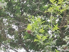 Schinus terebinthifolia