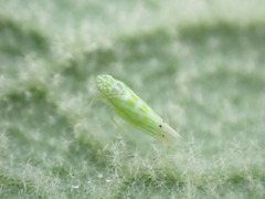 Micantulina stigmatipennis