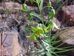 Gloriosa rigidifolia