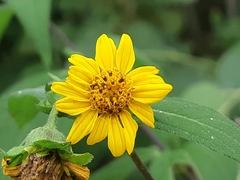 Wedelia grandiflora