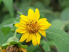 Wedelia grandiflora