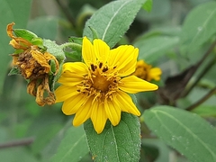 Wedelia grandiflora