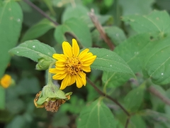 Wedelia grandiflora