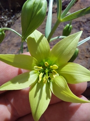 Gloriosa rigidifolia
