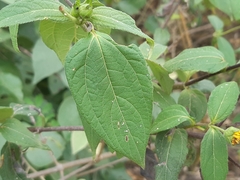Wedelia grandiflora