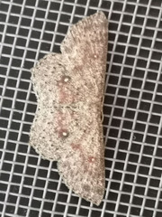 Cyclophora pendularia
