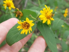 Wedelia grandiflora