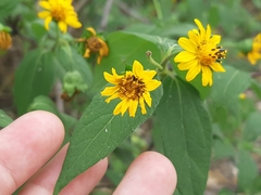 Wedelia grandiflora