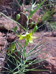 Gloriosa rigidifolia