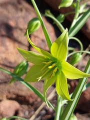 Gloriosa rigidifolia
