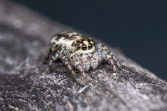 Pelegrina flavipes