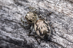 Pelegrina flavipes