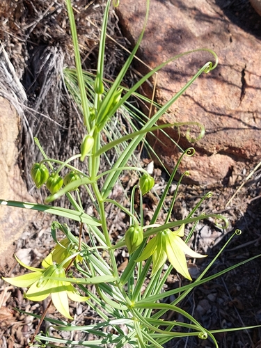 Image of Mini Flamelily (Gloriosa rigidifolia) by (c) Manuel R Popp, some rights reserved (CC BY)