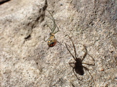 Leucauge thomeensis