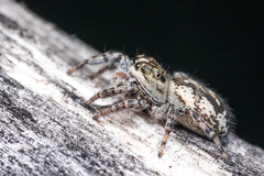Pelegrina flavipes