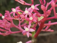 Vasconcellea parviflora