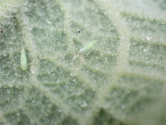 Micantulina stigmatipennis