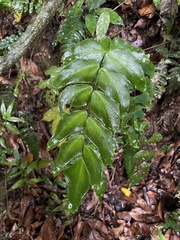 Adiantum macrophyllum