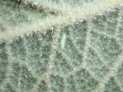 Micantulina stigmatipennis