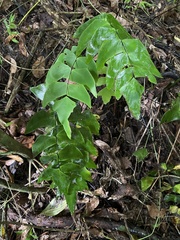 Adiantum macrophyllum