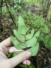 Adiantum macrophyllum