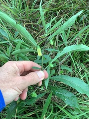 Physalis angustifolia