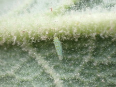 Micantulina stigmatipennis