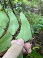 Adiantum macrophyllum