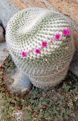 Mammillaria huitzilopochtli