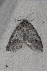Tephronia lhommaria
