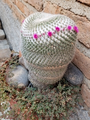 Mammillaria huitzilopochtli