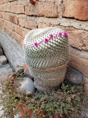 Mammillaria huitzilopochtli