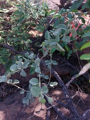 Hibiscus waterbergensis