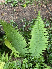 Amauropelta balbisii