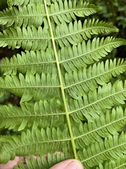 Amauropelta balbisii