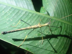 Pseudophasma bispinosum