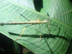 Pseudophasma bispinosum