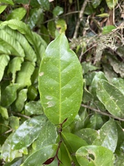 Ilex nitida
