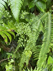 Odontosoria aculeata