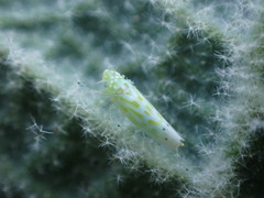 Micantulina stigmatipennis