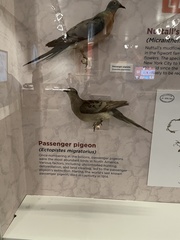 Ectopistes migratorius