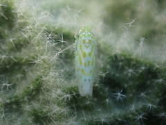 Micantulina stigmatipennis