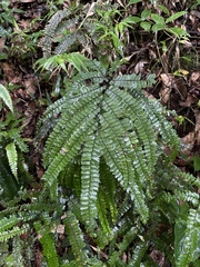 Adiantum pyramidale