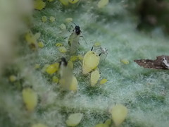 Aphis verbasci