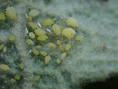 Aphis verbasci