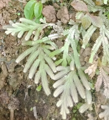 Selaginella doederleinii